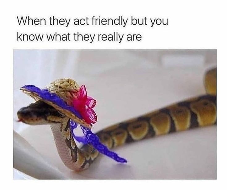 a snake with a flower on its head and the caption reads, when people act friendly but you know what they really are