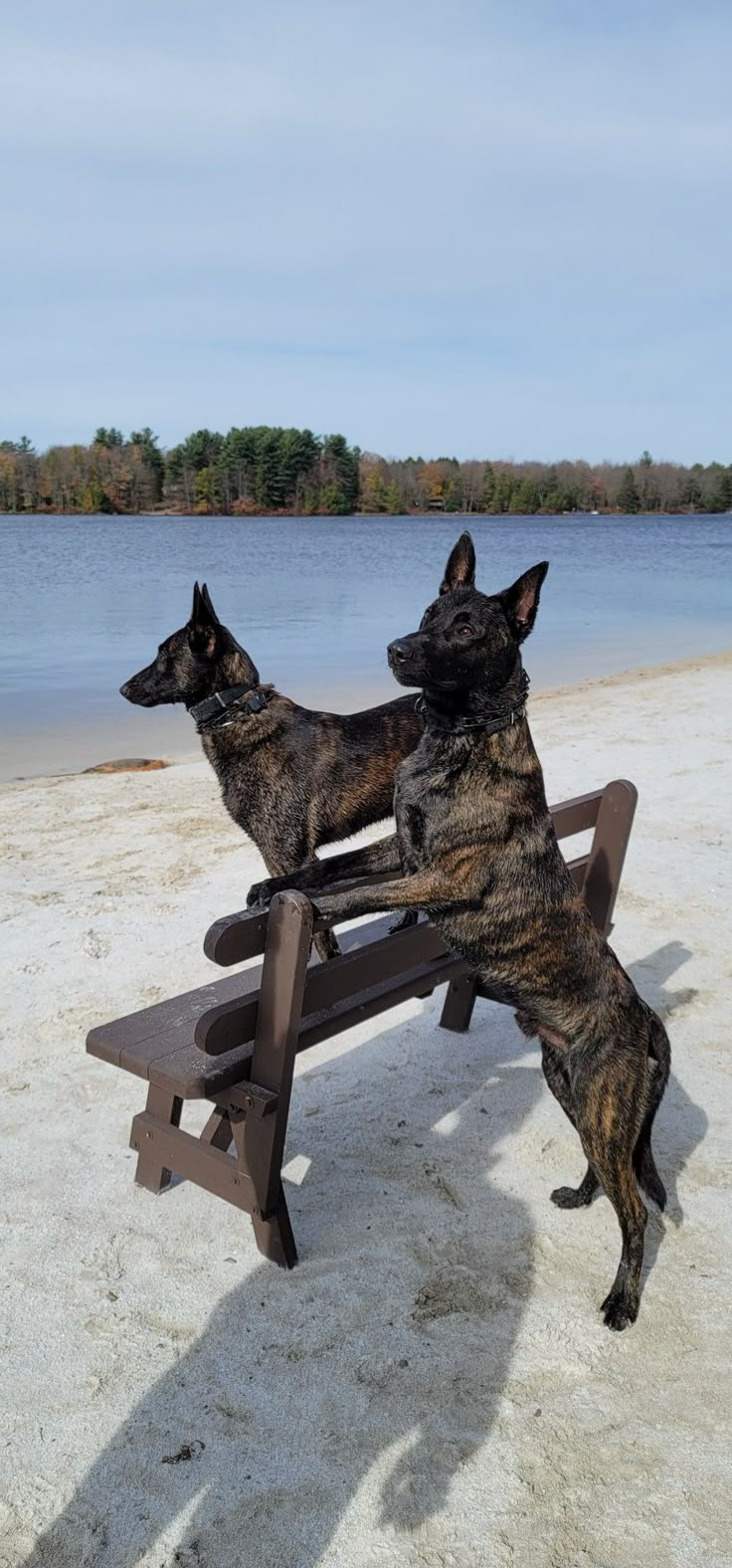 two dogs are sitting on a bench at the beach