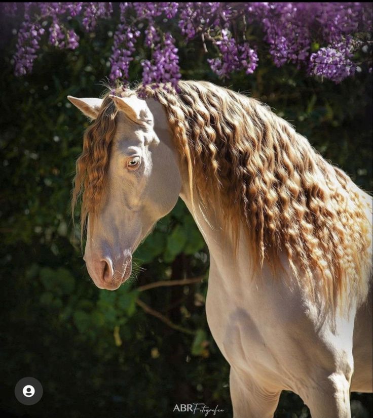 a white horse with blonde hair standing in front of purple flowers