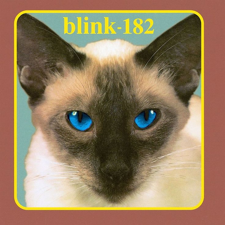 a siamese cat with blue eyes and the words blink - 822 on it