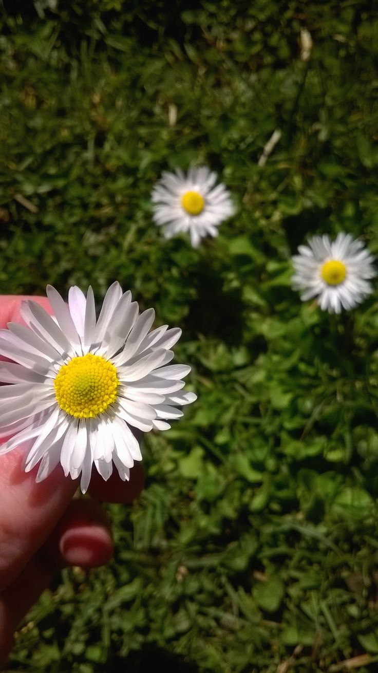 a hand holding a flower in front of some daisies