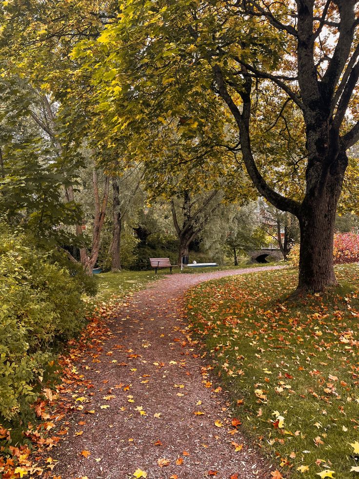 a path in the park with lots of leaves on it