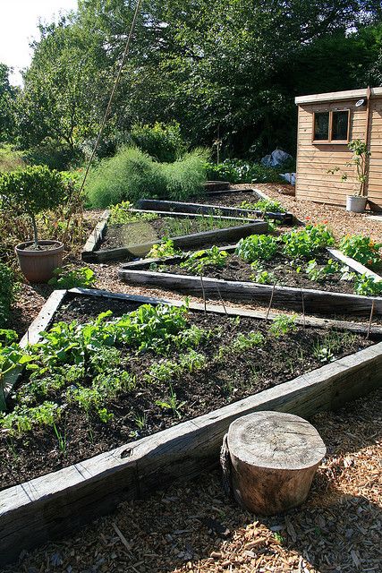 the garden is full of vegetables and plants