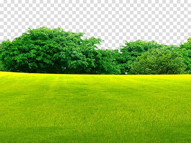 green grass field near green trees, Lawn Grassland, Woods on the grass  transparent background PNG clipart | Green grass background, Grass  background, Green grass