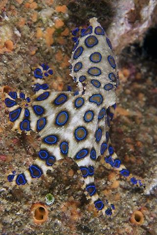 a blue and white sea slug sitting on top of a rock