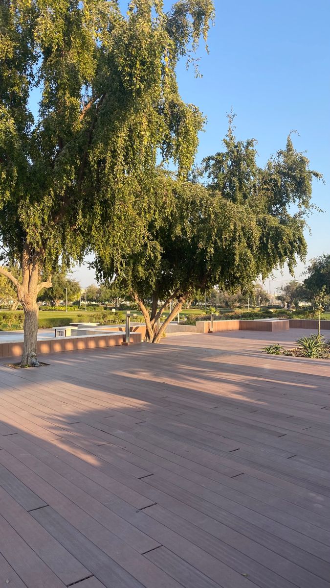 there is a large tree in the middle of an empty park with benches on it