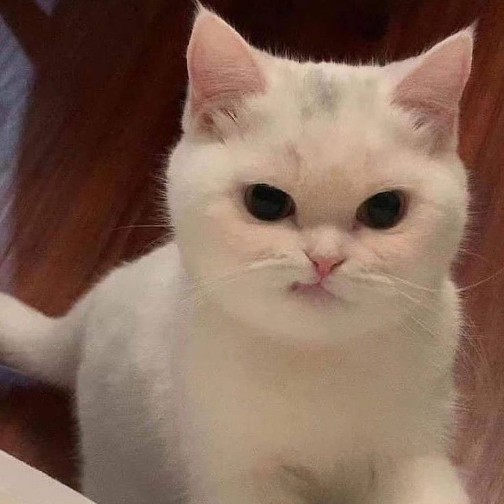 a white cat sitting on top of a wooden floor