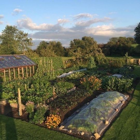 an aerial view of a vegetable garden with lots of plants and vegetables growing in it