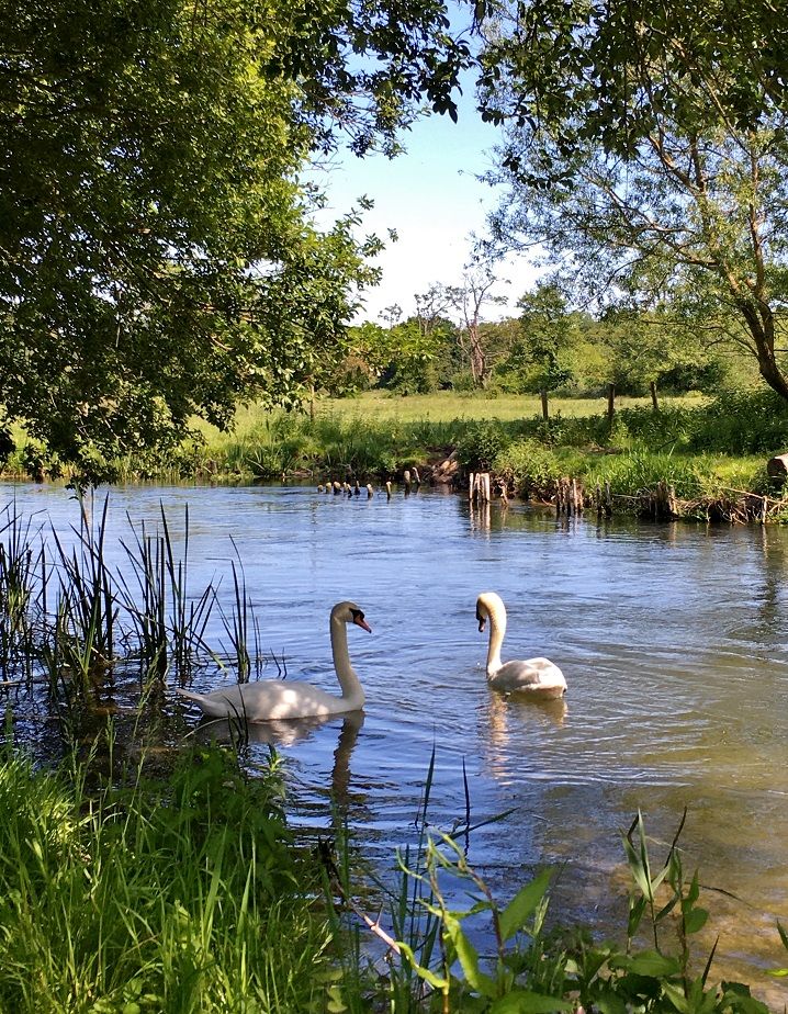 two swans are swimming in the water next to some tall grass and tree's