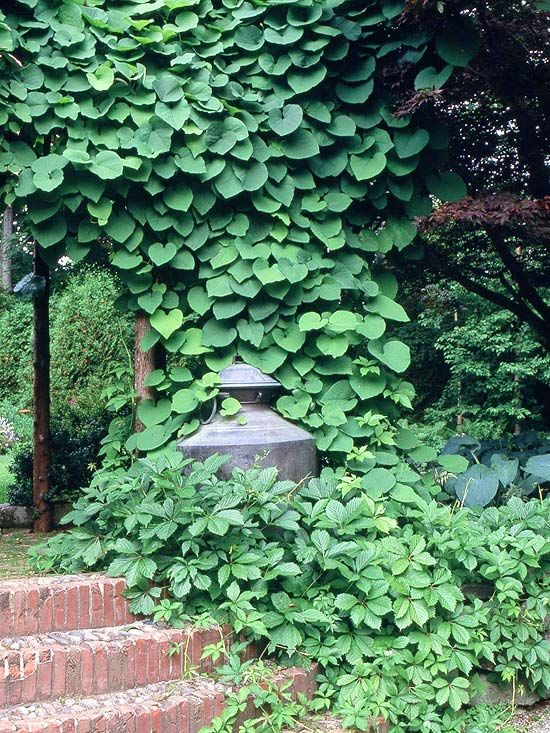 a large green plant growing on the side of a building next to a lamp post