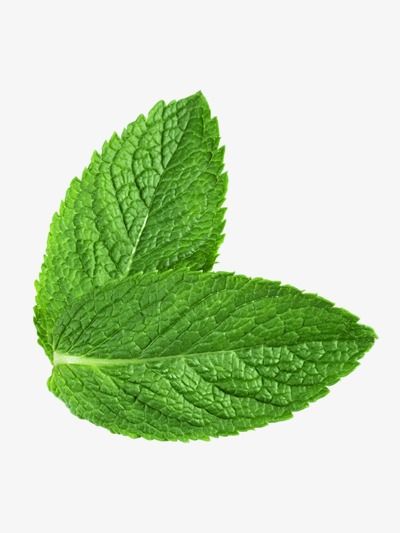 fresh mint leaves isolated on white background stock photo 689782, shuttered