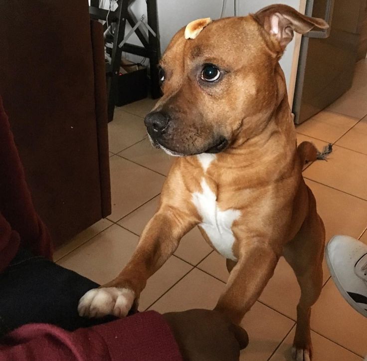 a brown and white dog standing on its hind legs