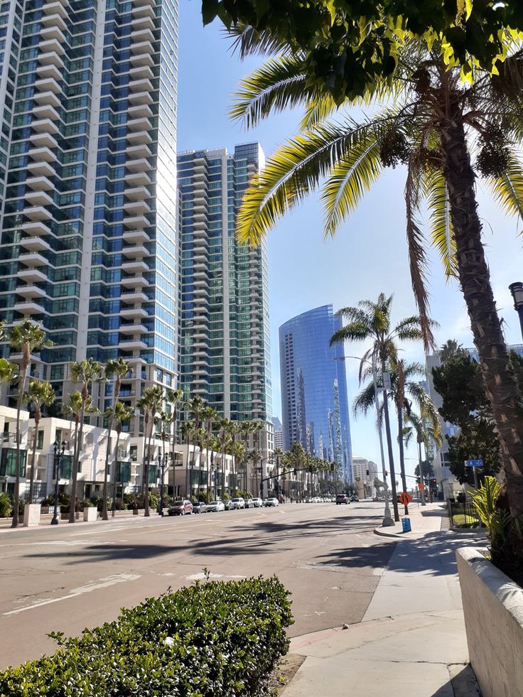 palm trees line the street in front of high rise buildings on a clear sunny day