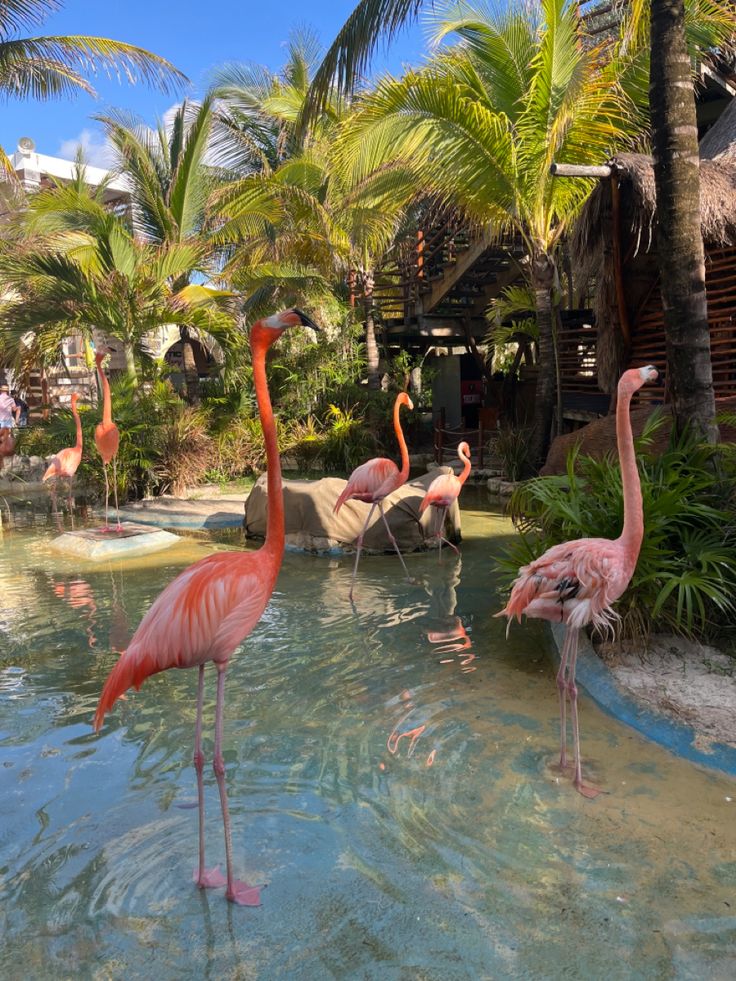 several flamingos are standing in the water near palm trees and other tropical vegetation,