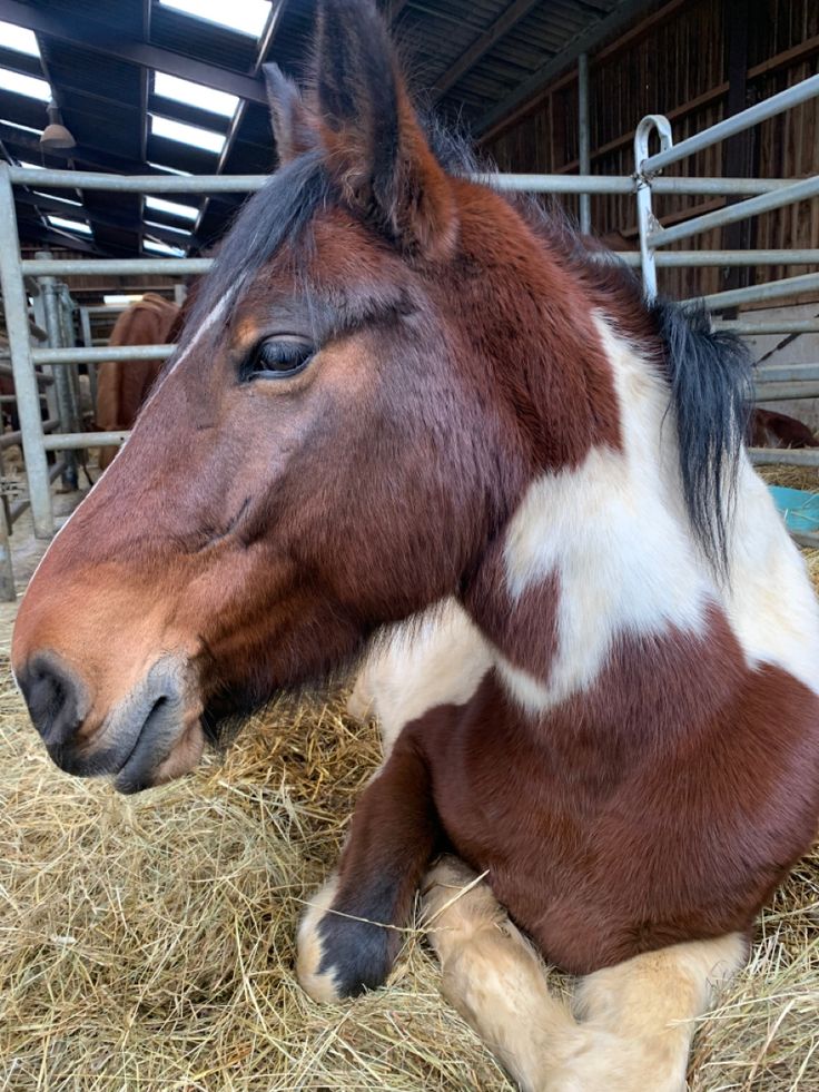 a brown and white horse laying on top of hay