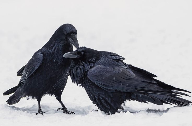 two black birds standing next to each other in the snow