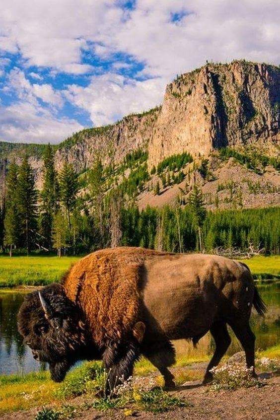 two bisons are walking near the water in front of some mountains and trees on a sunny day