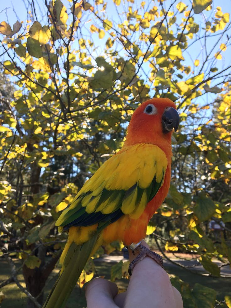 a colorful bird perched on top of a persons hand next to a leaf filled tree