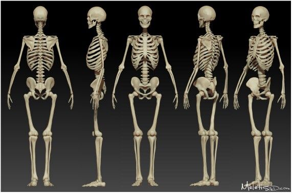 three different views of the human skeleton