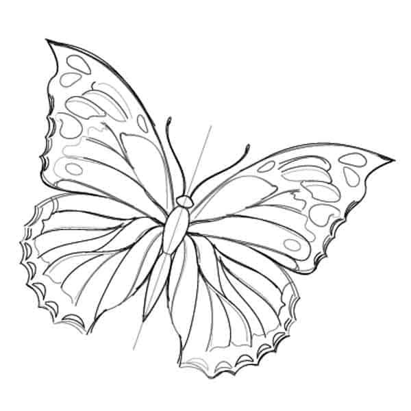 a drawing of a butterfly on a white background