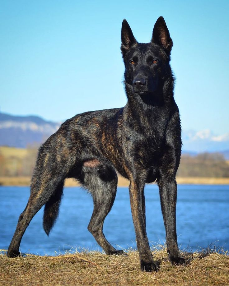 a large black dog standing on top of a dry grass field next to a body of water