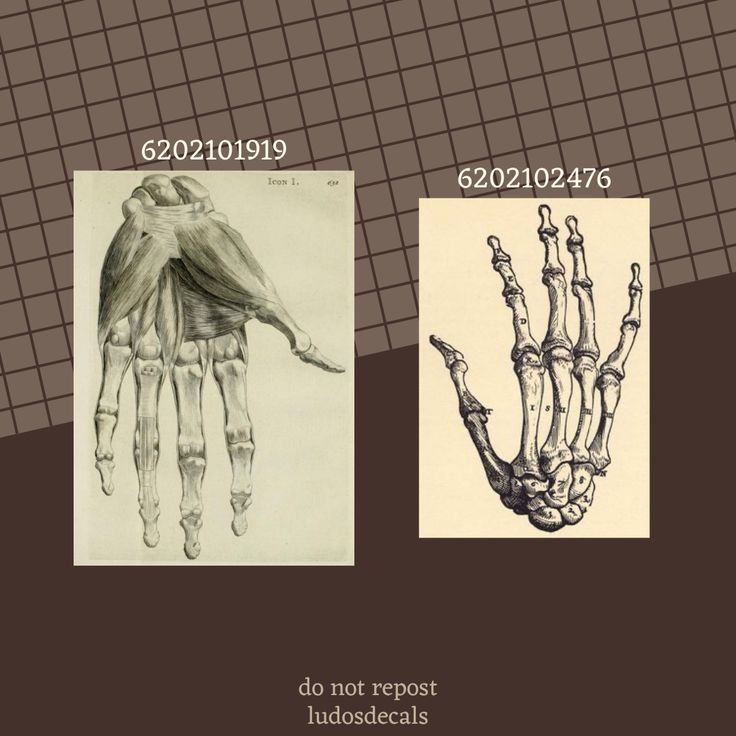 two drawings of hands and bones with the same hand in different stages of development, from left to right