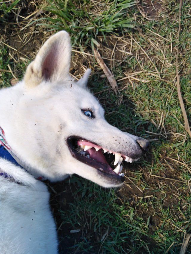 a white dog laying on top of a lush green field