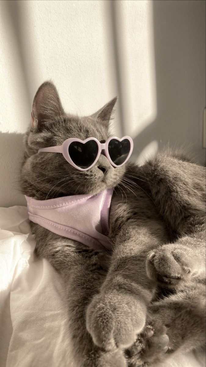 a gray cat wearing sunglasses and a pink bandana on top of a white bed