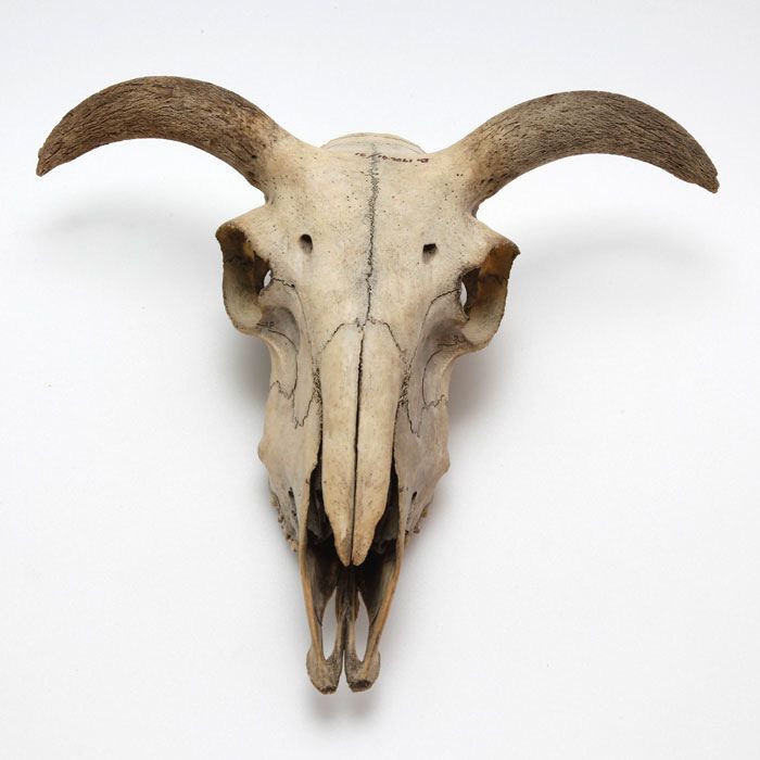 an animal skull with long horns on a white background