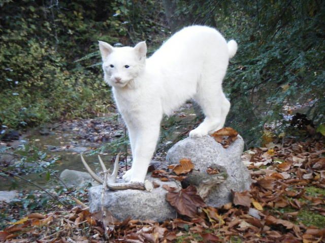 a white cat standing on top of a rock