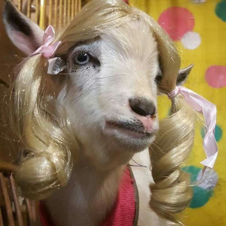 a goat with long blonde hair wearing a wig