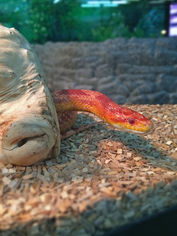 a red and yellow snake is laying on the ground next to a tree branch in an aquarium