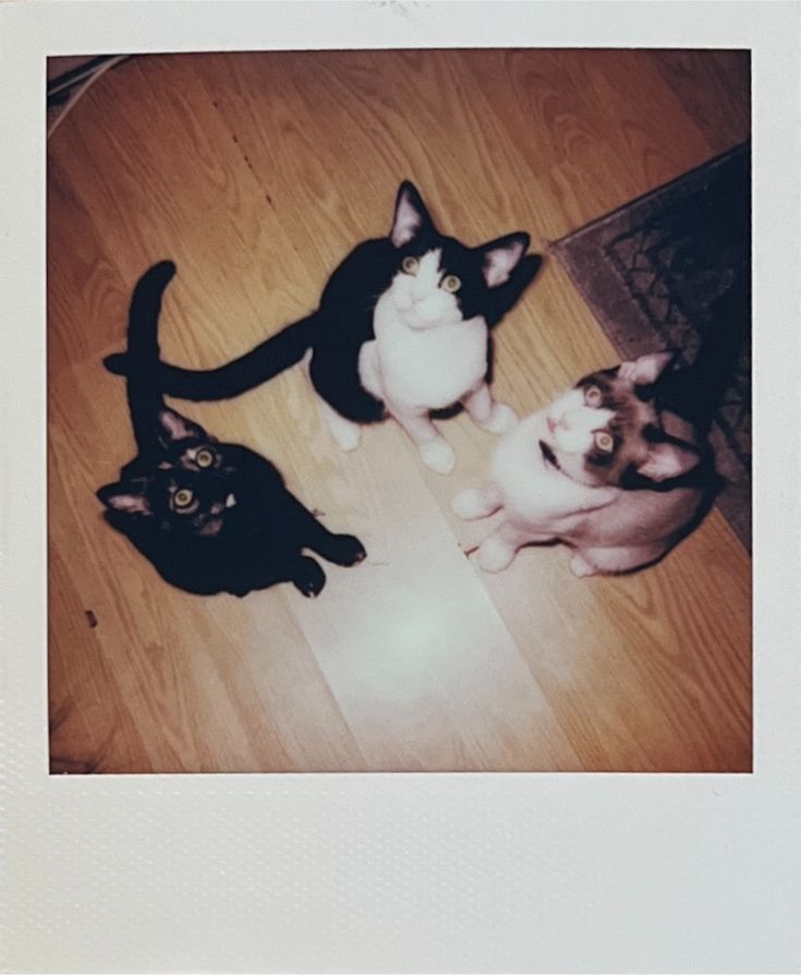 three cats sitting on the floor with one looking up at the camera while another looks up