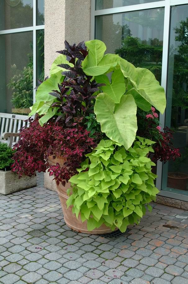 a large potted plant sitting on top of a brick floor next to a building