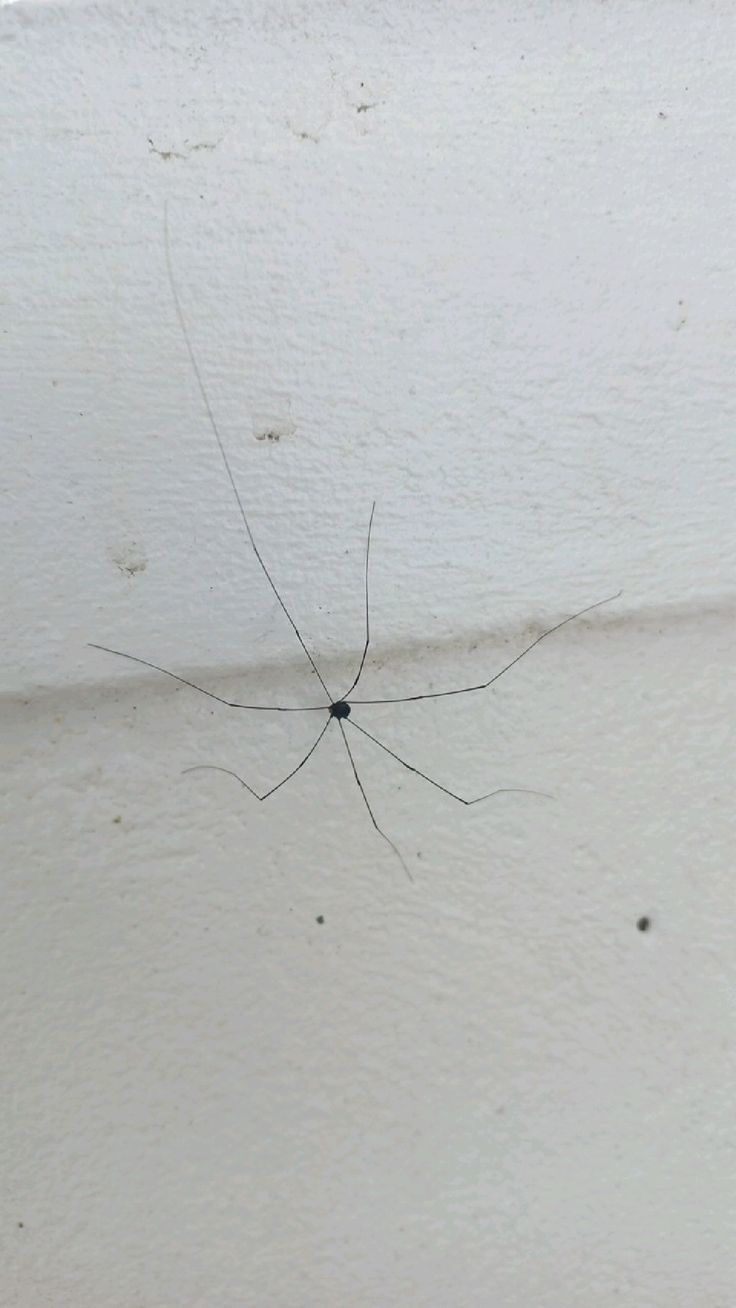 a black spider sitting on top of a white wall