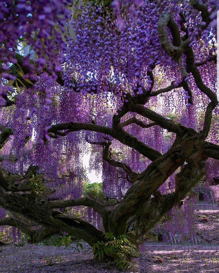 a very pretty tree with purple flowers on it