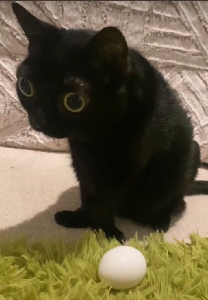 a black cat sitting on top of a green rug next to a white ball in the grass