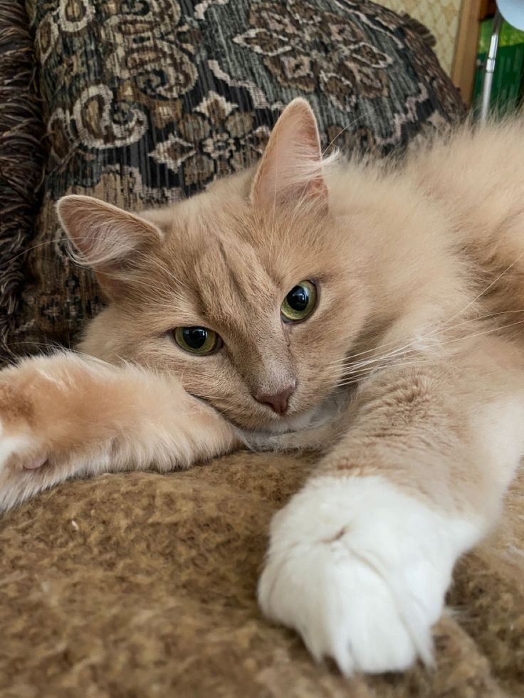 an orange and white cat laying on top of a couch