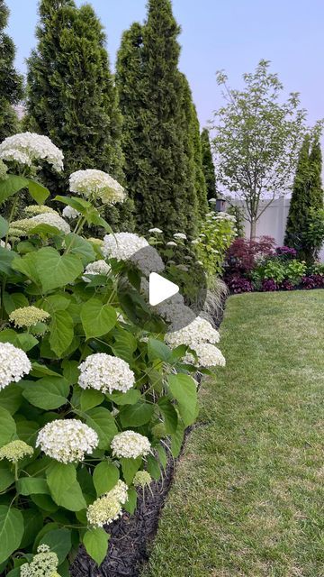 the garden is full of white flowers and trees