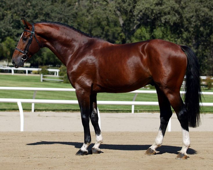 a brown horse standing on top of a dirt field