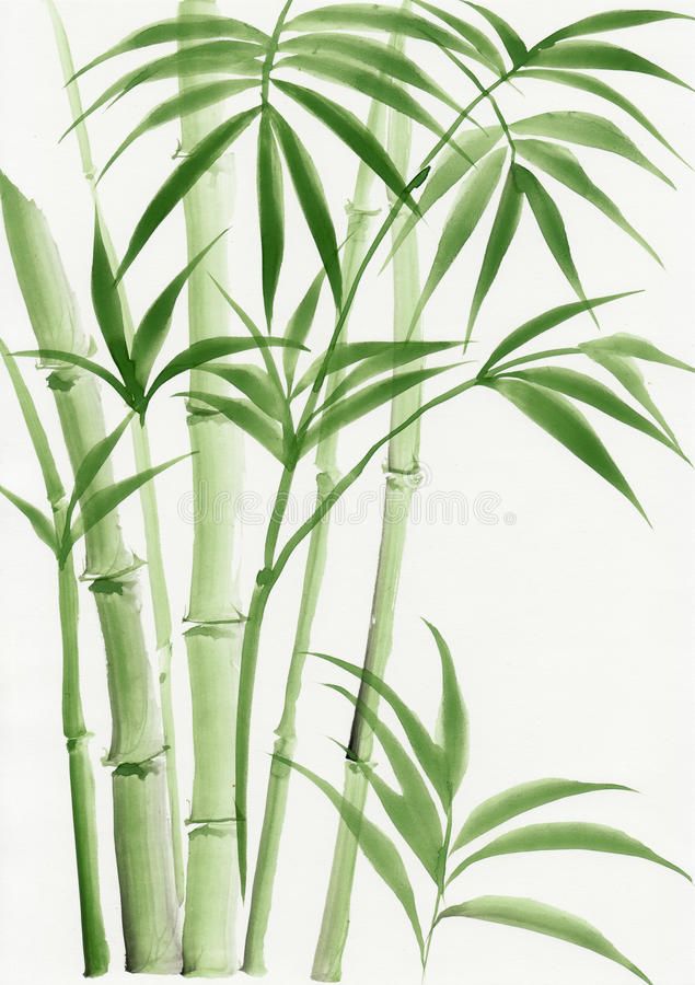 an image of some green bamboo trees on a white background