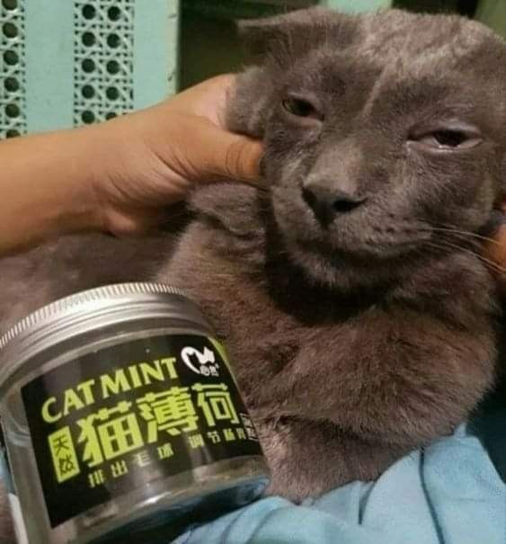 a person holding a gray cat next to a jar of catnip and a blue towel