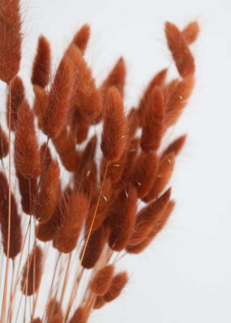 some very pretty brown plants with long stems in front of a white wall and sky