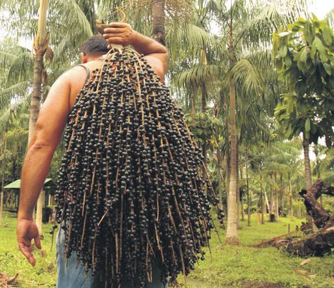 a man carrying a large amount of fruit on his back in the jungle, with palm trees behind him