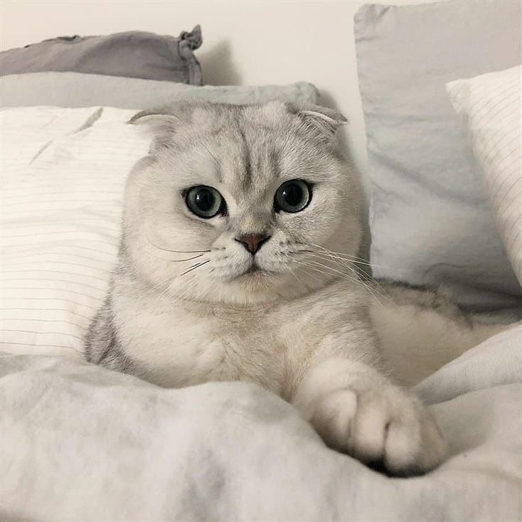 a white cat laying on top of a bed covered in blankets and pillows with eyes wide open