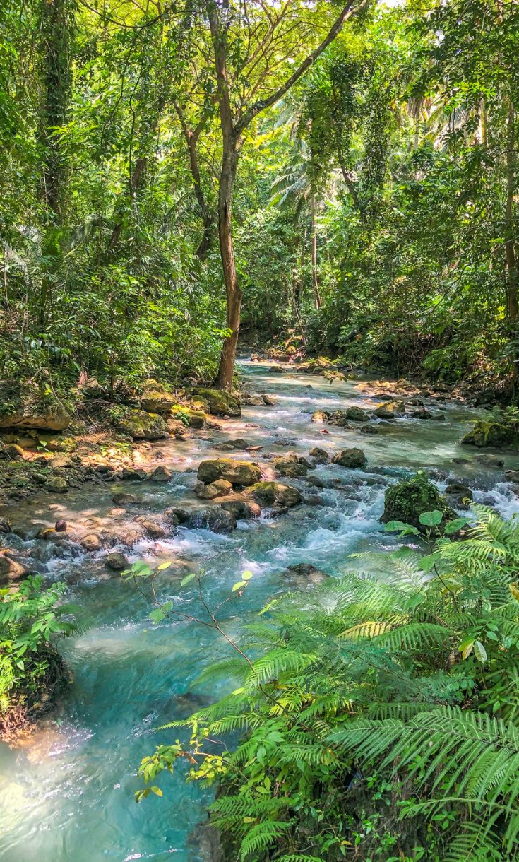 a river running through a lush green forest filled with lots of trees and bushes on either side