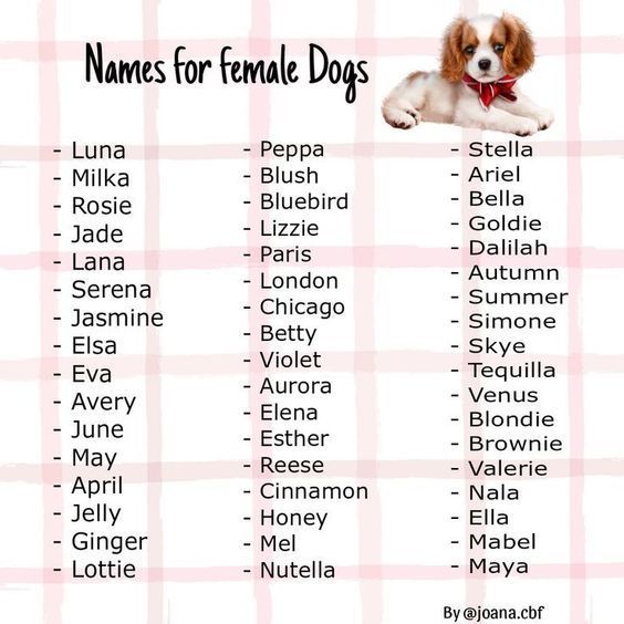 a list of names for female dogs on a white and pink checkered tablecloth