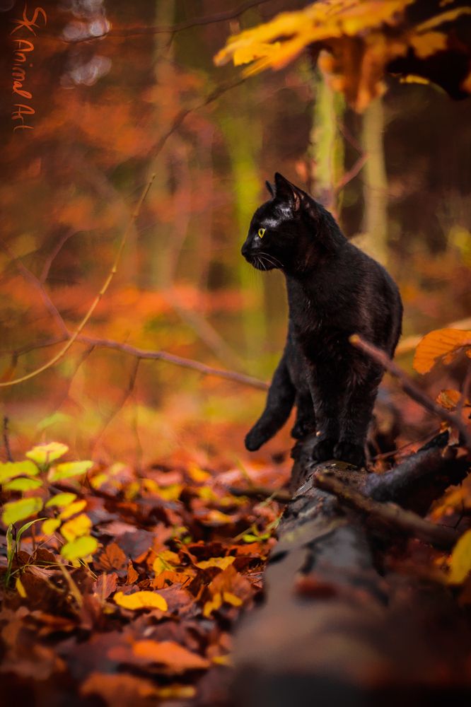 a black cat standing on top of a fallen tree branch in a forest filled with leaves