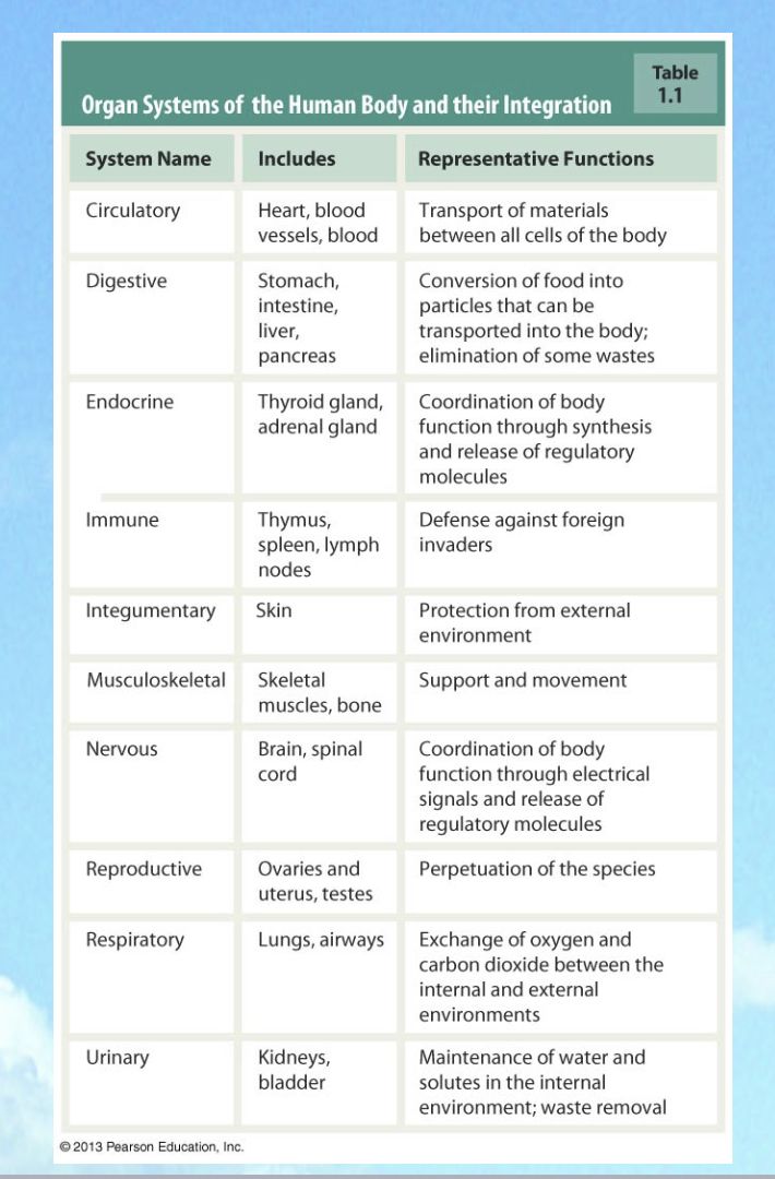 the organ systems of human body and their interactions