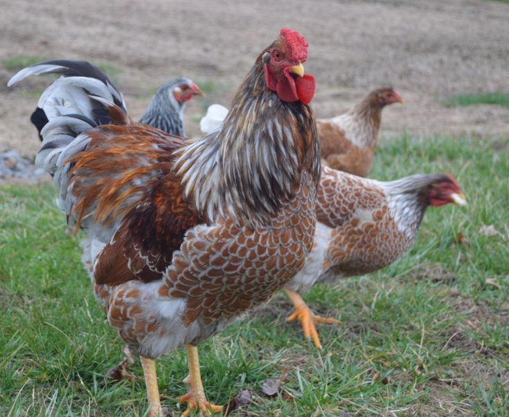 several chickens are walking around in the grass